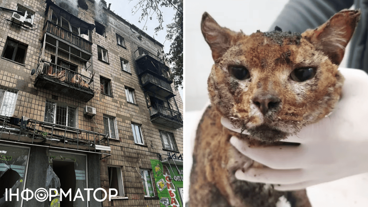 У Києві загинула родина зооволонтерів та їхні тварини: врятували лише обгорілого котика