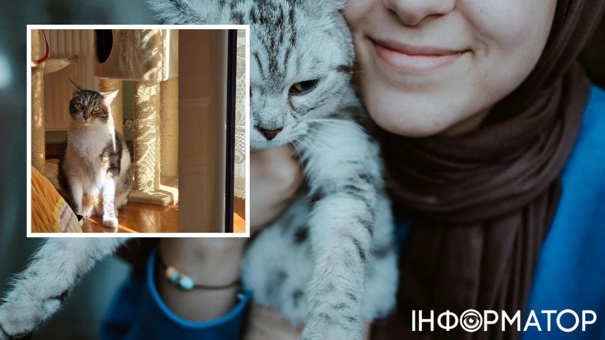 Котів викрили: тепер зрозуміло, чому вони крутяться навколо чужих людей