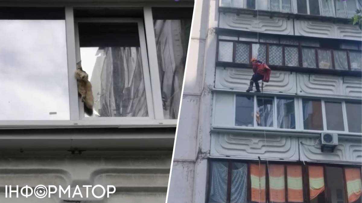 Є вдома у кожного: як звичайний предмет стає смертельною пасткою для домашніх котів