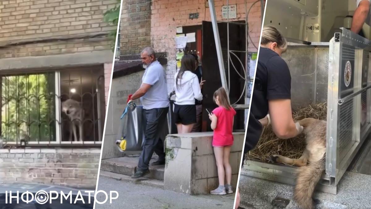 Вже не вкусить за бочок: у Києві з квартири забрали дикого вовка