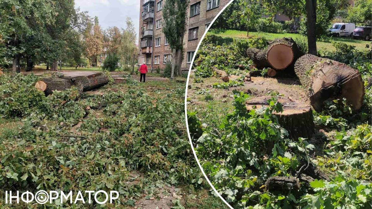 Екотероризм на Святошині: мешканці обурені через знищення стародавнього дуба, який пережив ракети РФ