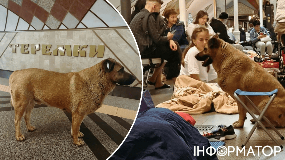 Відпустіть Мішу: популярному рудому песику з Теремків заборонили доступ до метро під час тривоги!