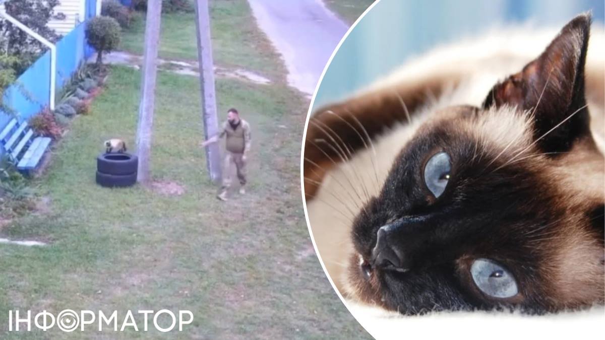 Кота Мурчика з Київщини, за якого заступався обласний ТЦК, нарешті повернули власникам.