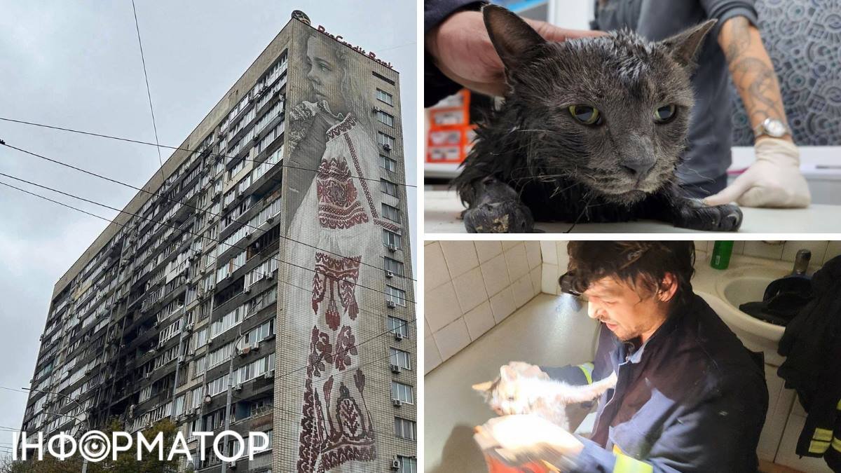 З будинку з муралом на Печерську, що постраждав від атаки Шахеда, врятували трьох котів.