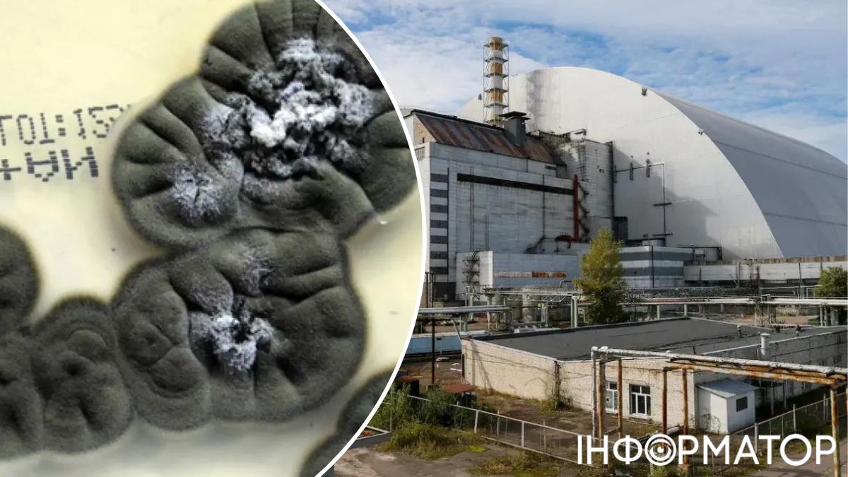 Життя у тіні Чорнобиля: нові форми організмів процвітають у зоні смертоносної радіації четвертого енергоблоку.