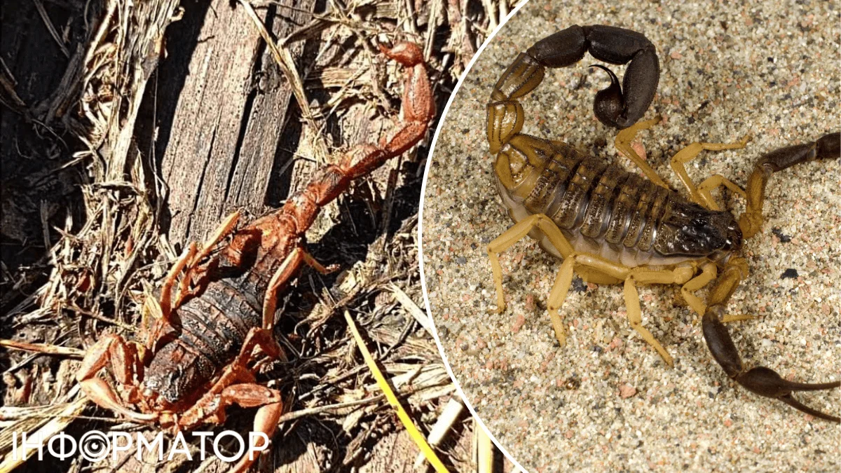 Скорпіон у саду: на Київщині виявили небезпечного прибульця.