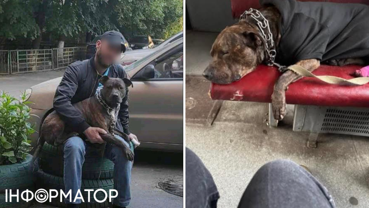 В Києві тривають пошуки собачки, яку викрав загадковий чоловік зі шрамами на обличчі.