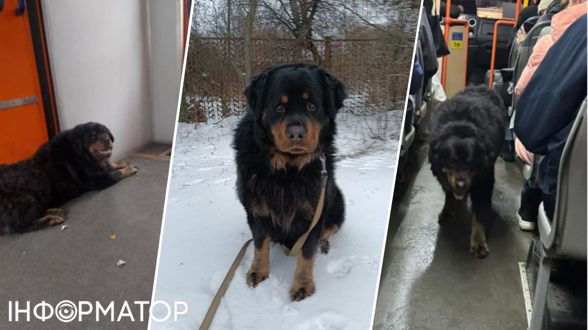 Пригоди кмітливого пса Шерхана: втеча до Броварів на електричці з метою автобусних розваг!