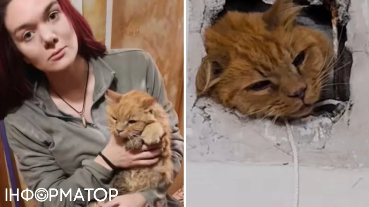 Київ: котик Сімба отримав другий шанс, застрягнувши у вентиляції.