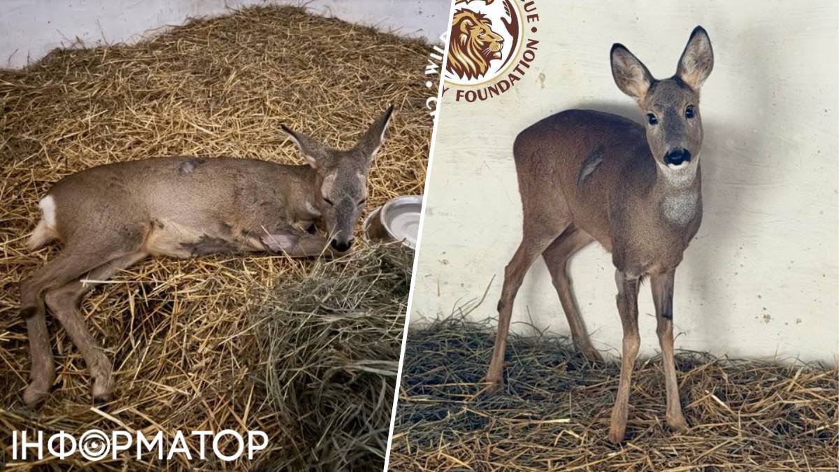 Козуля, що вижила: дивовижна історія відновлення після ДТП під Ірпенем.