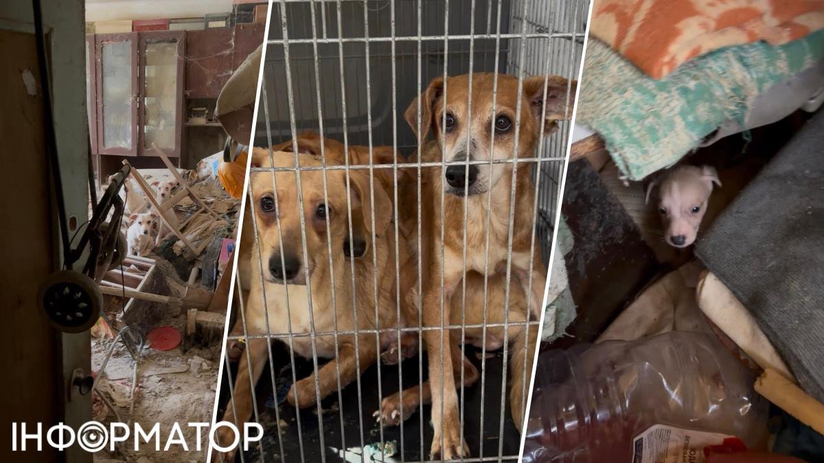 Київська квартира як в’язниця: врятували 25 собак, яких замкнула власниця