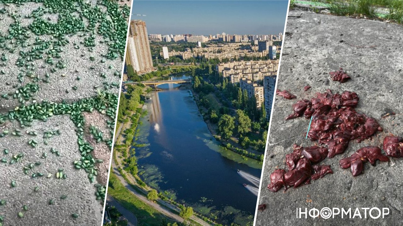 У районі Русанівського каналу виявили отруєні приманки для собак, замасковані печінкою — підозрюють догхантерів