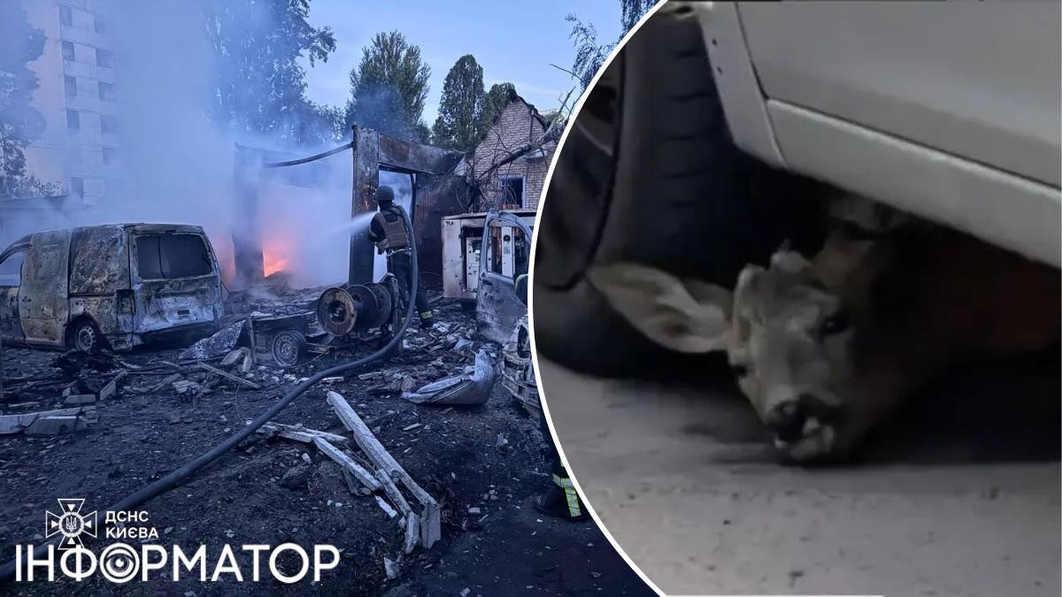 Під автівкою в Києві оленятко знайшло прихисток під час ракетних обстрілів з боку Росії
