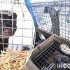Під Києвом планують створити ферму, що викликає масові протести зоозахисників України