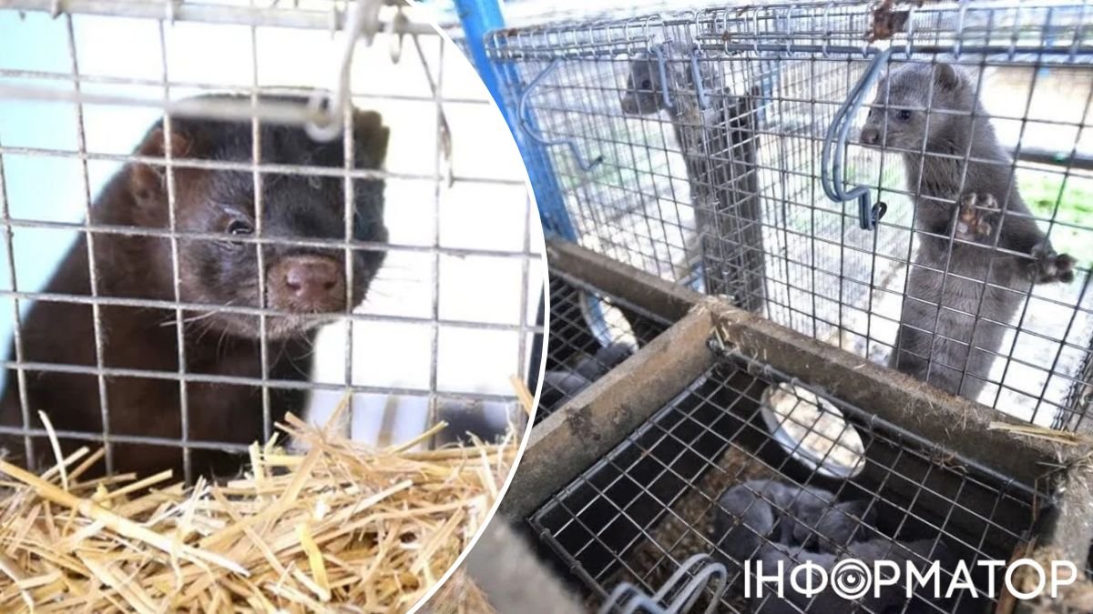 Під Києвом планують створити ферму, що викликає масові протести зоозахисників України